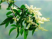 Nghiên cứu tác dụng giảm đau, chống viêm của cây pác lừ